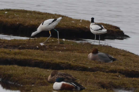 avocet